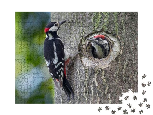 Father & Son, Portrait of Woodpeckers Dendrocopos Major... Jigsaw Puzzle with 1000 pieces