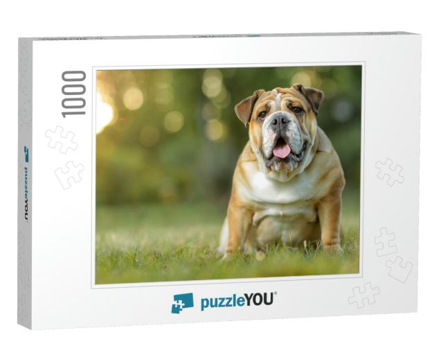 English Bulldog... Jigsaw Puzzle with 1000 pieces