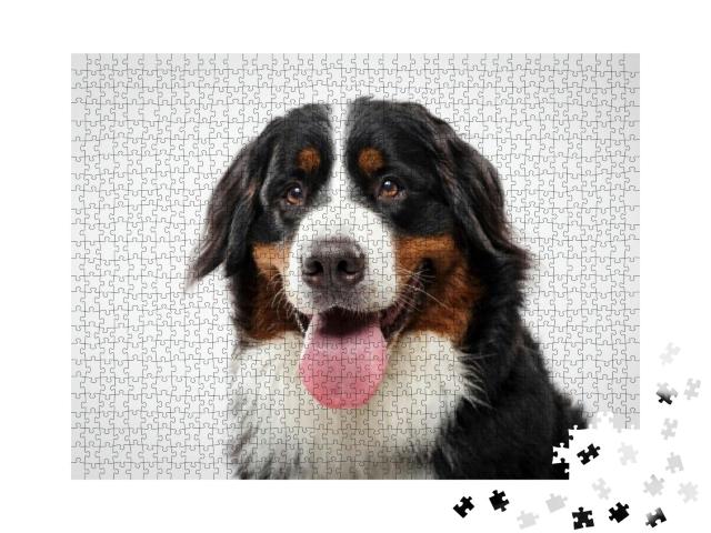 Studio Portrait of an Expressive Black Bernese Mountain D... Jigsaw Puzzle with 1000 pieces