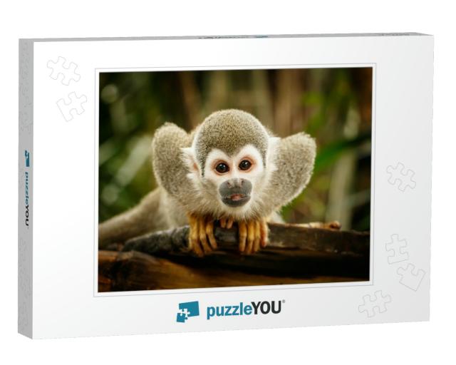Look At Squirrel Monkey in Ecuadorian Jungle in Amazon... Jigsaw Puzzle