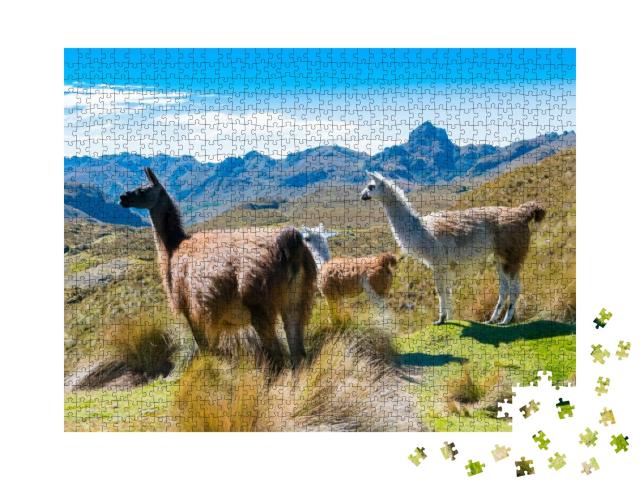 Llamas At the Cajas Park Cuenca Ecuador... Jigsaw Puzzle with 1000 pieces