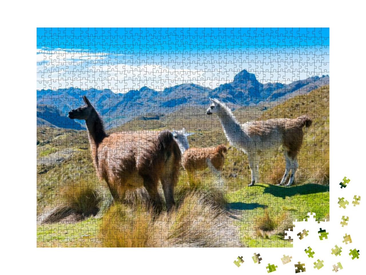 Llamas At the Cajas Park Cuenca Ecuador... Jigsaw Puzzle with 1000 pieces