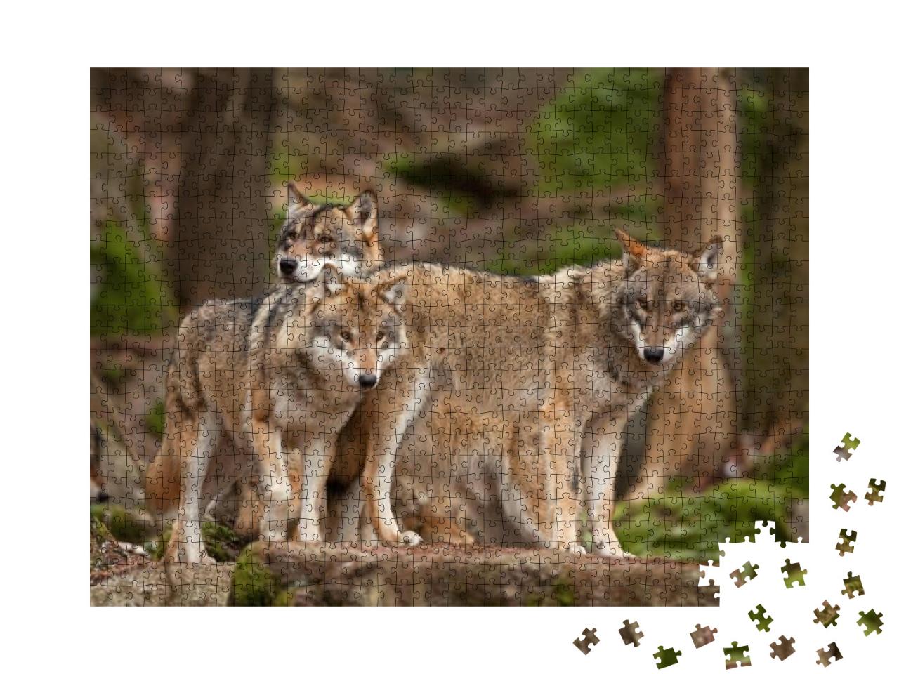 Gray Wolf, Grey Wolf, Canis Lupus... Jigsaw Puzzle with 1000 pieces