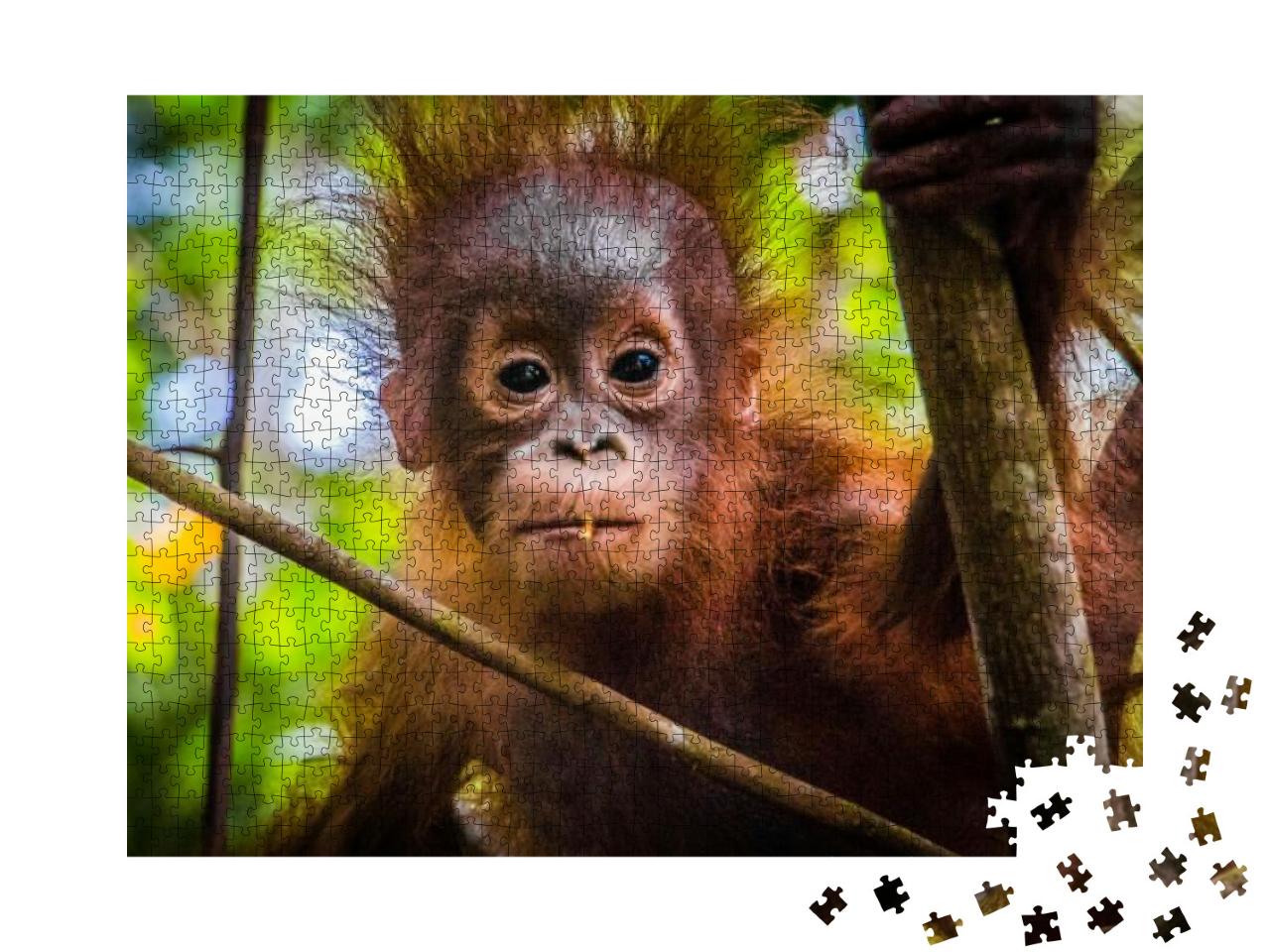 Worlds Cutest Baby Orangutan Looks Into Camera in Borneo... Jigsaw Puzzle with 1000 pieces