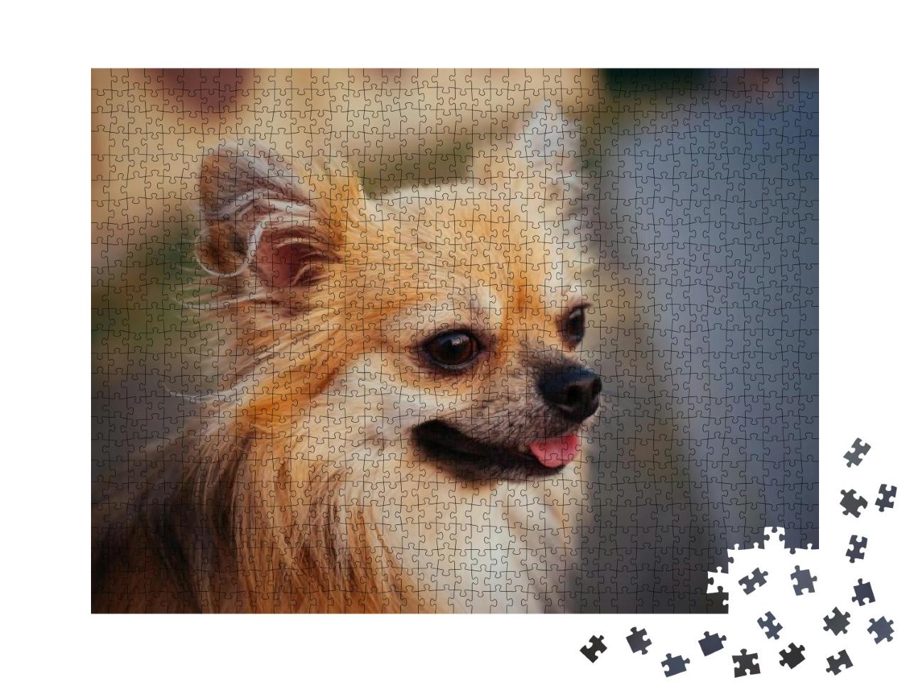 Portrait of a Long Haired Ginger Chihuahua Dog Outdoors... Jigsaw Puzzle with 1000 pieces