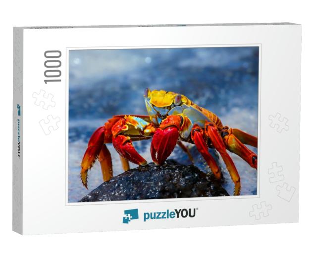 Sally Lightfoot Crab on a Lava Rock, Galapagos... Jigsaw Puzzle with 1000 pieces