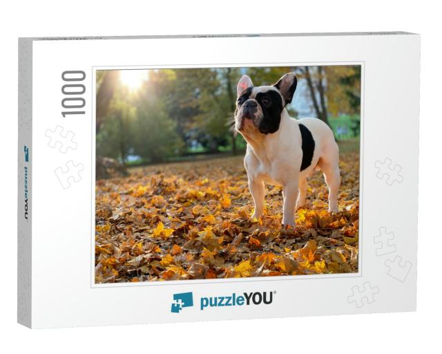 Cute Black & White French Bulldog Sits & Looks Straight i... Jigsaw Puzzle with 1000 pieces