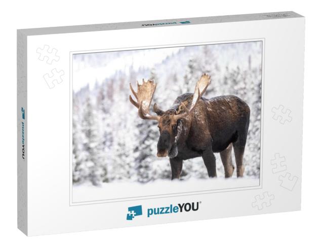 A Moose in Snow in Jasper Canada... Jigsaw Puzzle