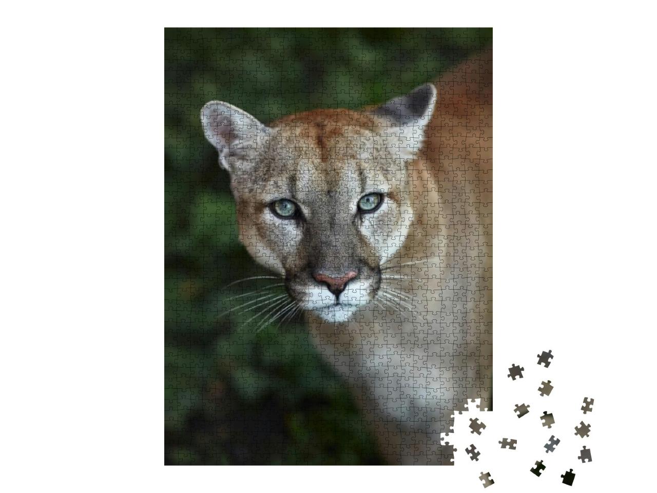 Portrait of Beautiful Puma. Cougar, Mountain Lion, Puma... Jigsaw Puzzle with 1000 pieces