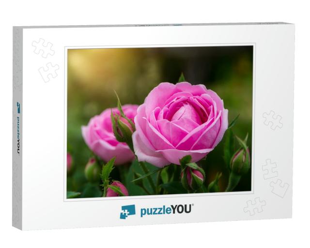 Pink of Damask Rose Flower with Sunlight. Rosa Damascena... Jigsaw Puzzle