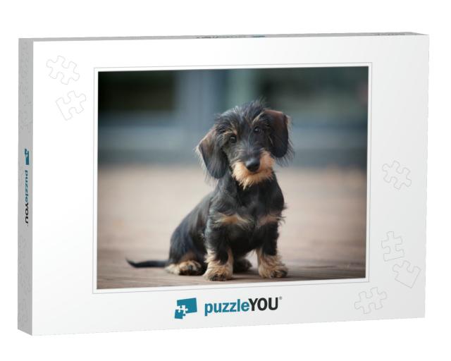 Cute & Shy Wire-Haired Miniature Dachshund Puppy Posing f... Jigsaw Puzzle