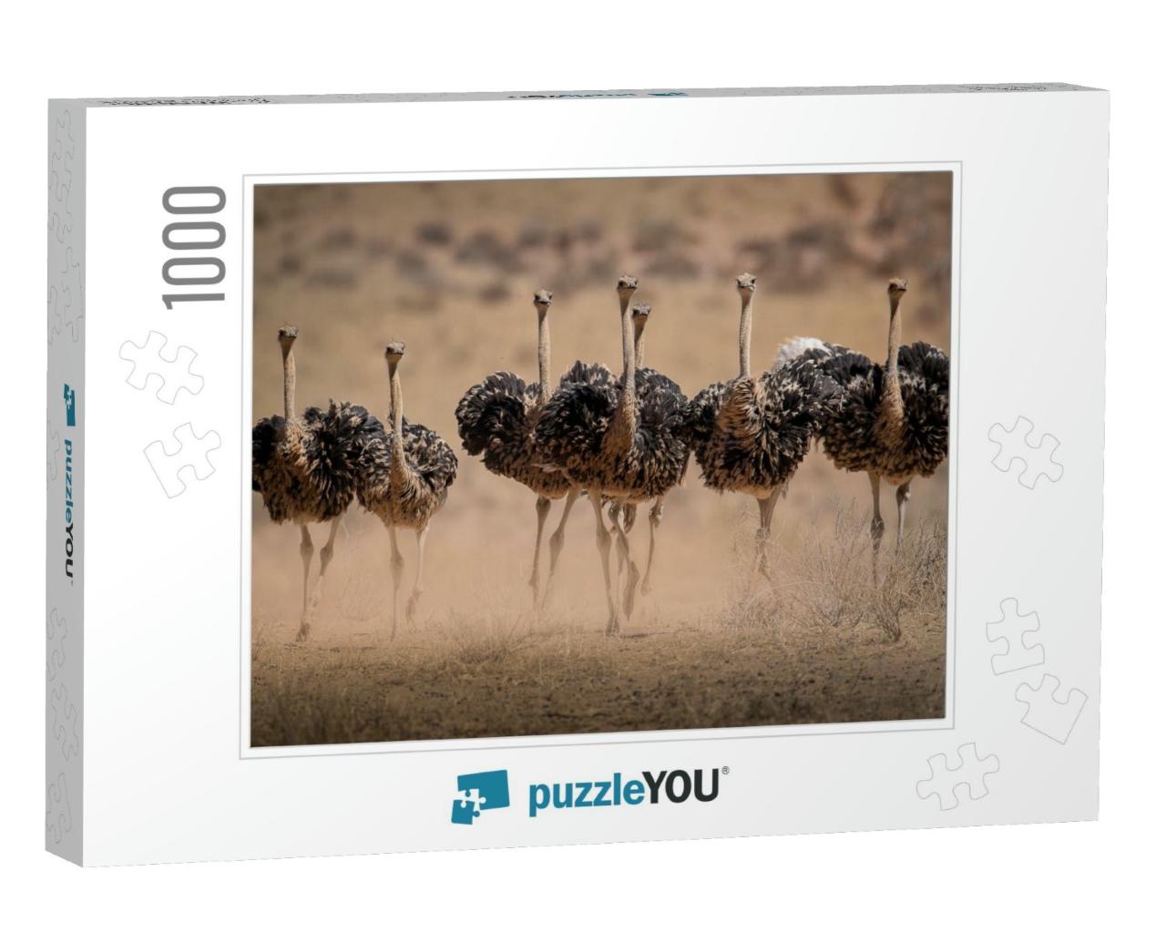 Ostrich Hens Are Kicking Up Dust as They Try to Escape th... Jigsaw Puzzle with 1000 pieces