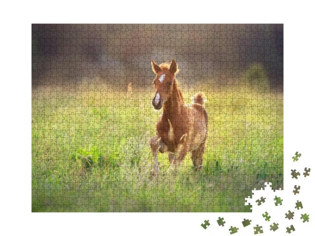 Beautiful Red Foal Run & Fun on Spring Green Sunrise Fiel... Jigsaw Puzzle with 1000 pieces