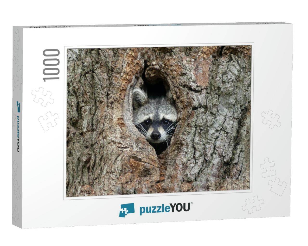 Gorgeous Raccoon Cute Peeks Out of a Hollow in the Bark o... Jigsaw Puzzle with 1000 pieces