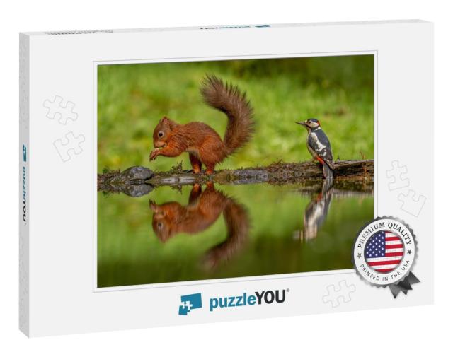 Red Squirrel Sciurus Vulgaris & a Greater Spotted Woodpec... Jigsaw Puzzle