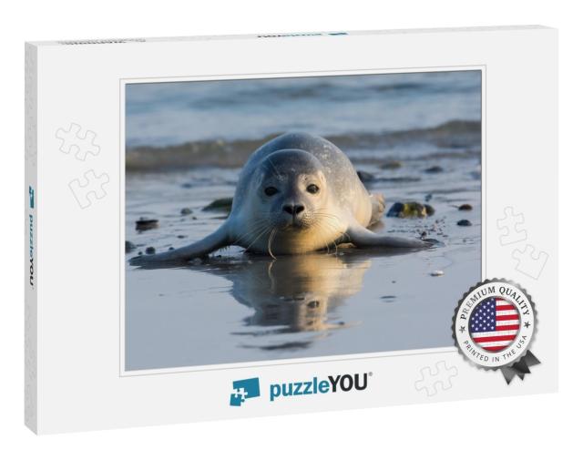 Common Seal Known Also as Harbor Seal, Hair Seal or Spott... Jigsaw Puzzle