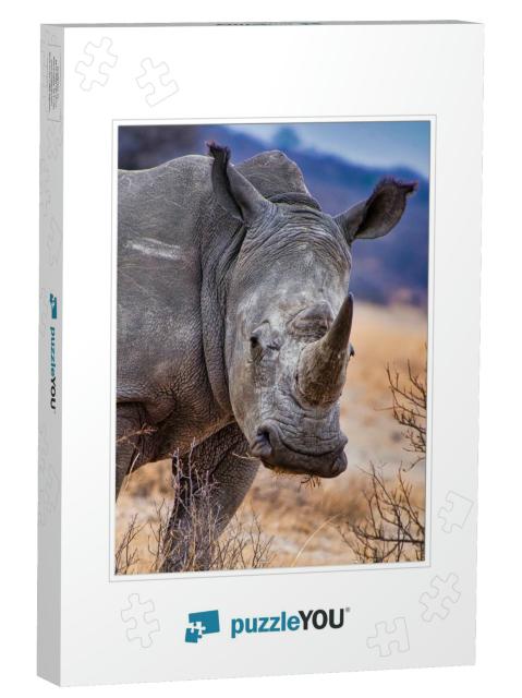 White Rhinoceros, Khama Rhino Sanctuary, Botswana... Jigsaw Puzzle