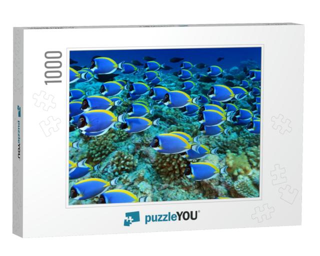 School of Powder Blue Tang in the Coral Reef... Jigsaw Puzzle with 1000 pieces