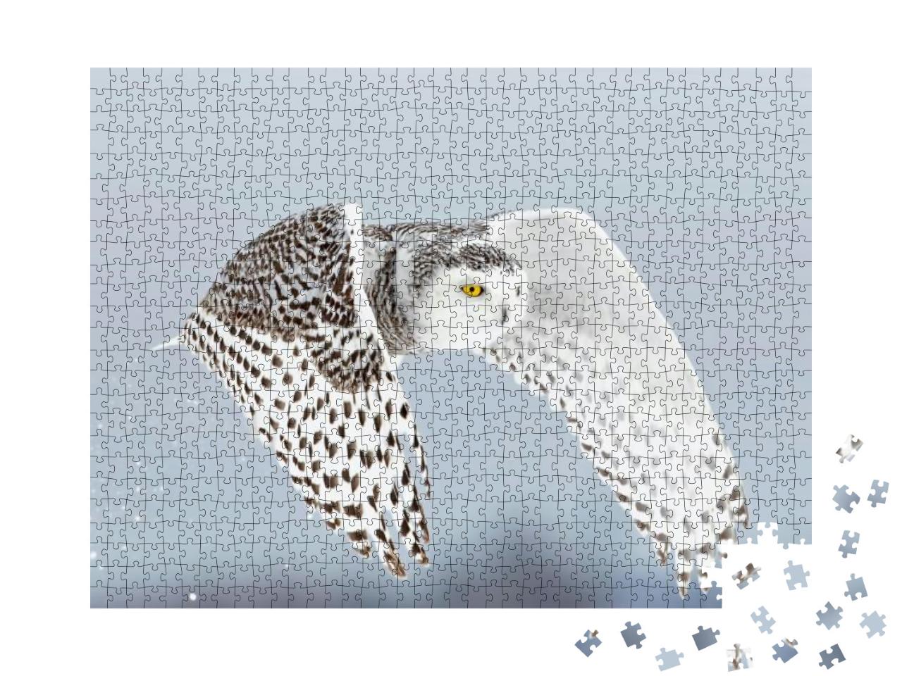 Snowy Owl Bubo Scandiacus Lifts Off & Flies Low Hunting O... Jigsaw Puzzle with 1000 pieces