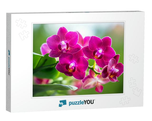 Pink Phalaenopsis or Moth Dendrobium Orchid Flover. Backg... Jigsaw Puzzle