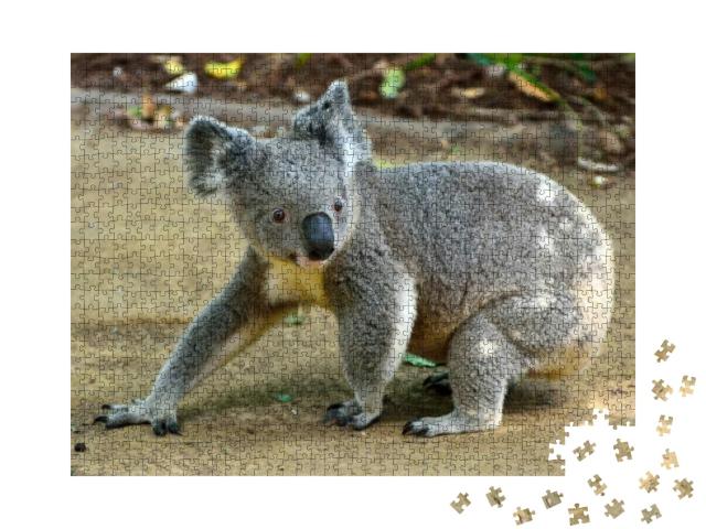 Koala Walking on the Ground in Queensland, Australia... Jigsaw Puzzle with 1000 pieces