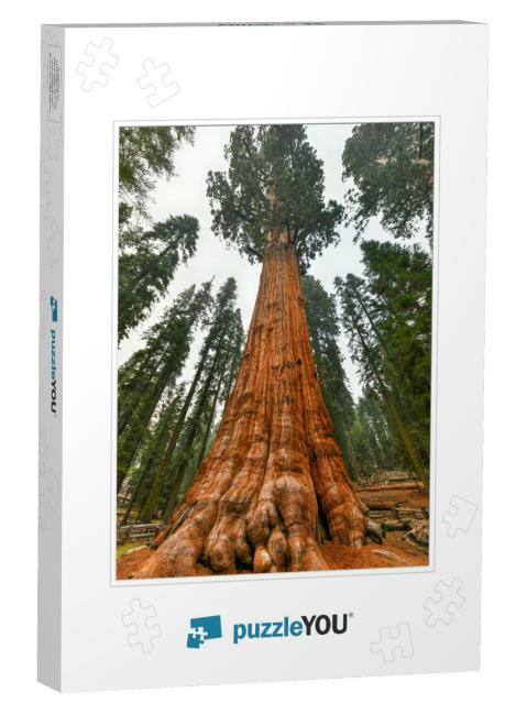 Giant Sequoia Tree - General Sherman in Sequoia National... Jigsaw Puzzle