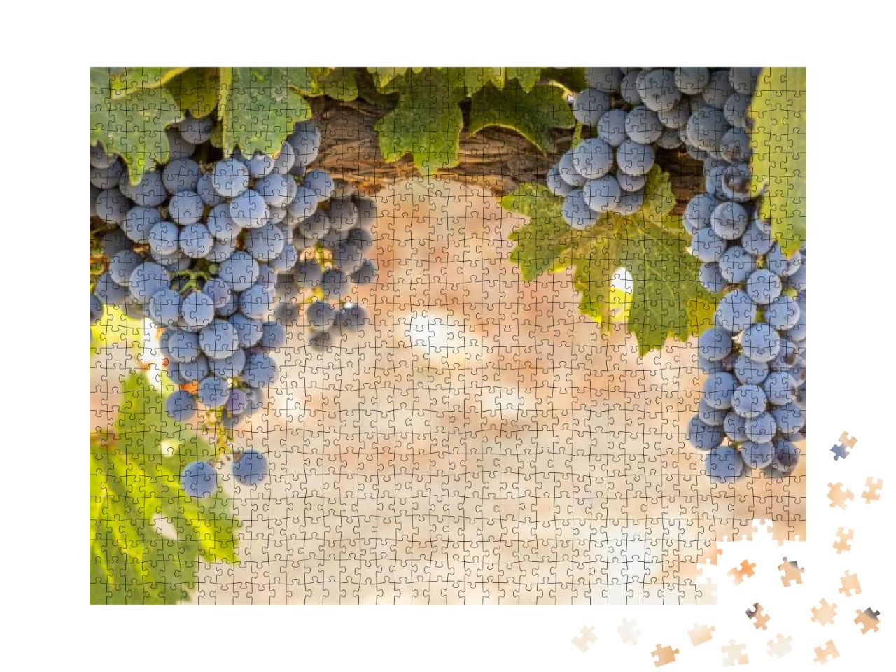 Beautiful Lush Wine Grape Bushels in the Vineyard... Jigsaw Puzzle with 1000 pieces