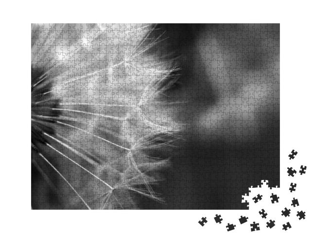 Dandelion Macro Photography on White Black... Jigsaw Puzzle with 1000 pieces