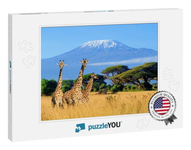 Three Giraffe on Kilimanjaro Mount Background in National... Jigsaw Puzzle