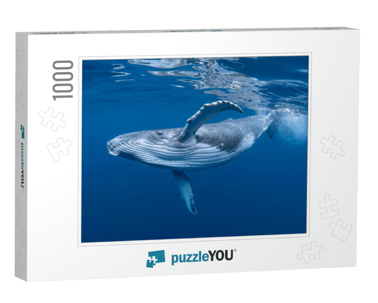 A Baby Humpback Whale Plays Near the Surface in Blue Wate... Jigsaw Puzzle with 1000 pieces