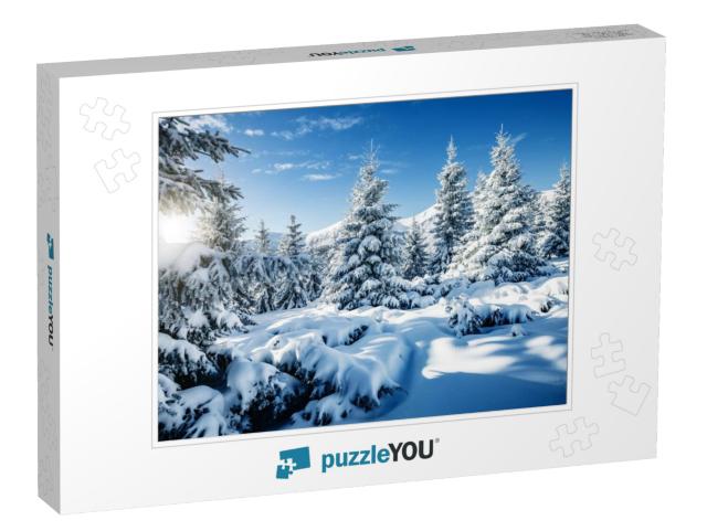 Majestic White Spruces Glowing by Sunlight. Picturesque &... Jigsaw Puzzle