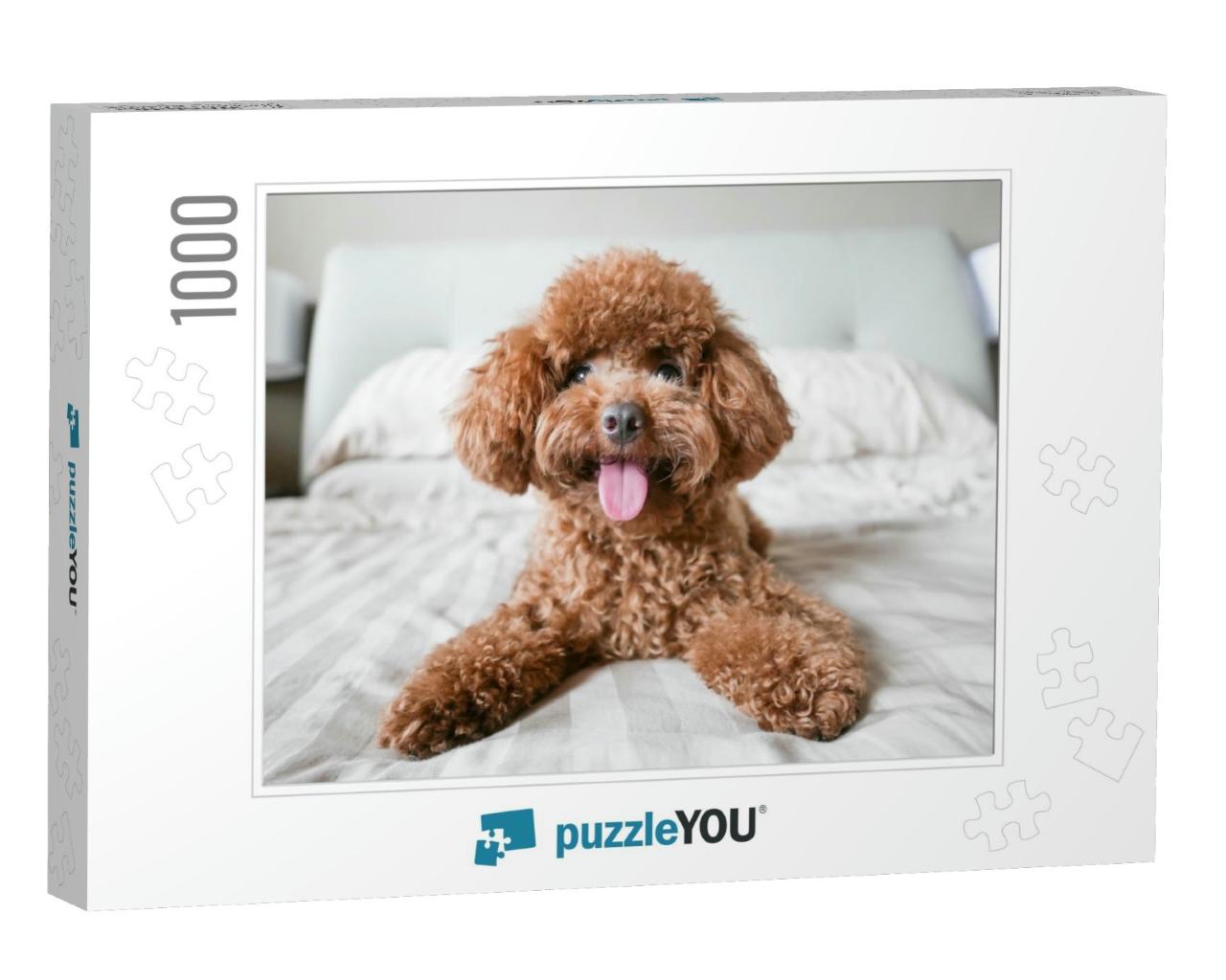 Cute Toy Poodle Resting on Bed... Jigsaw Puzzle with 1000 pieces