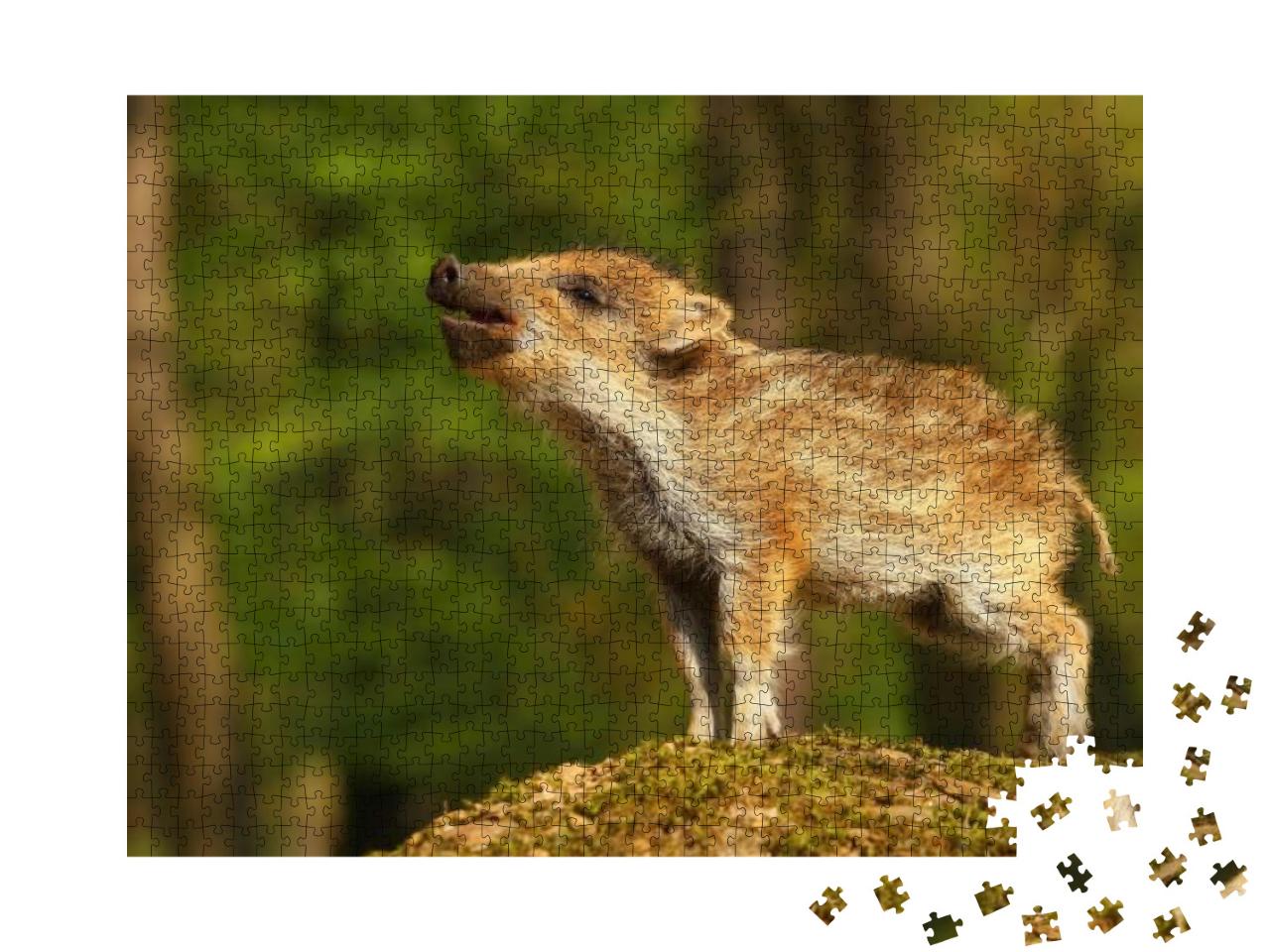 Nice Baby Wild Boar... Jigsaw Puzzle with 1000 pieces
