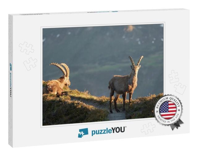 Capricorn Alpine Ibex Capra Ibex Mountain Swiss Alps... Jigsaw Puzzle