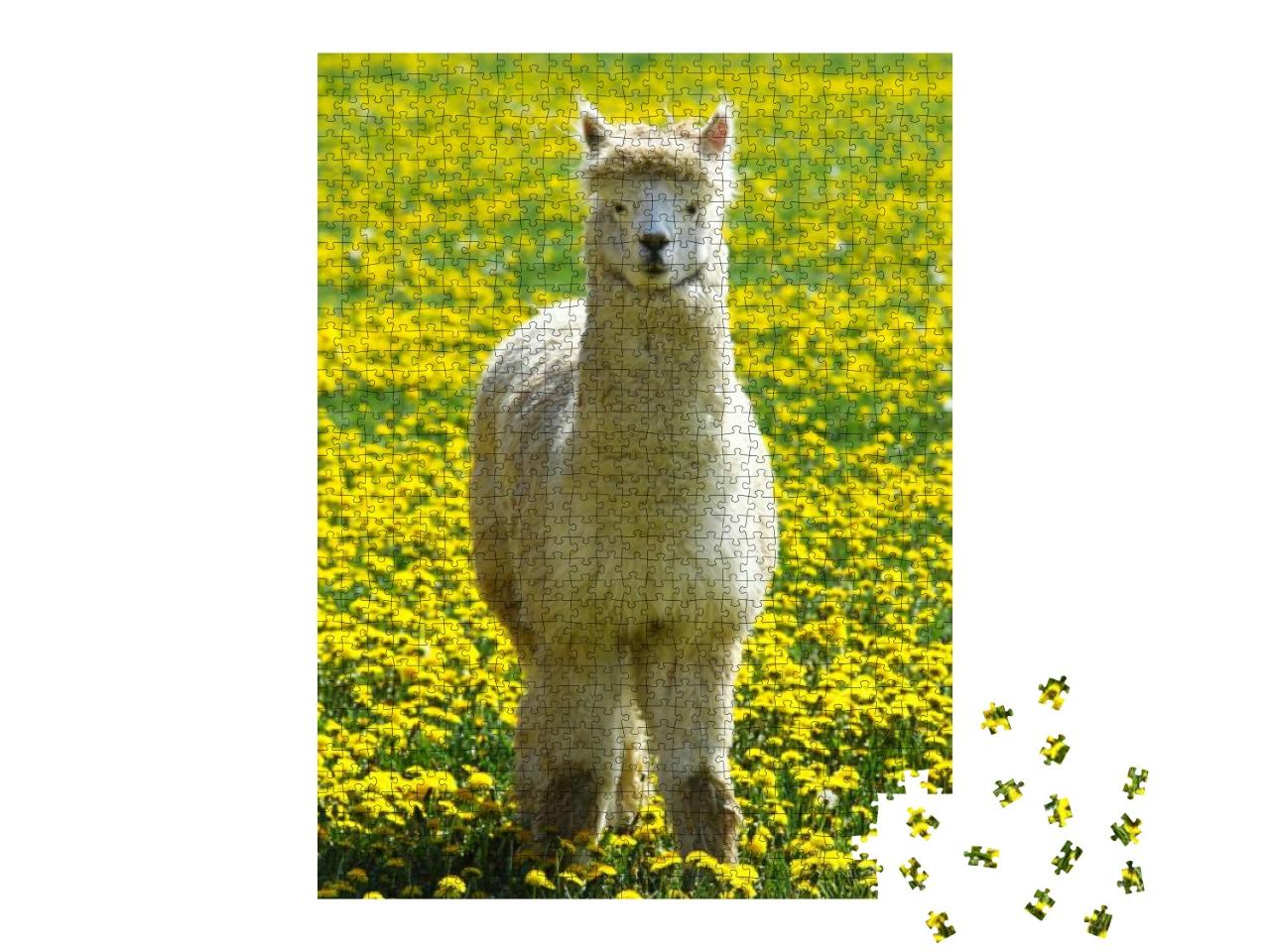 Alpaca on the Summer Meadow with Yellow Flowers... Jigsaw Puzzle with 1000 pieces
