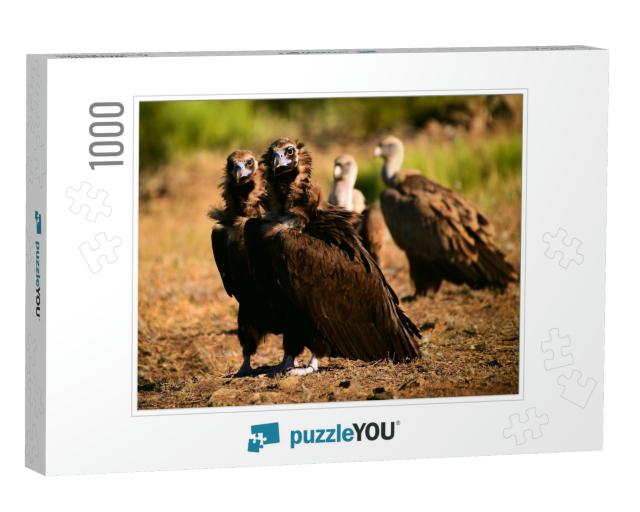 A Huge Black Vulture in Spain... Jigsaw Puzzle with 1000 pieces