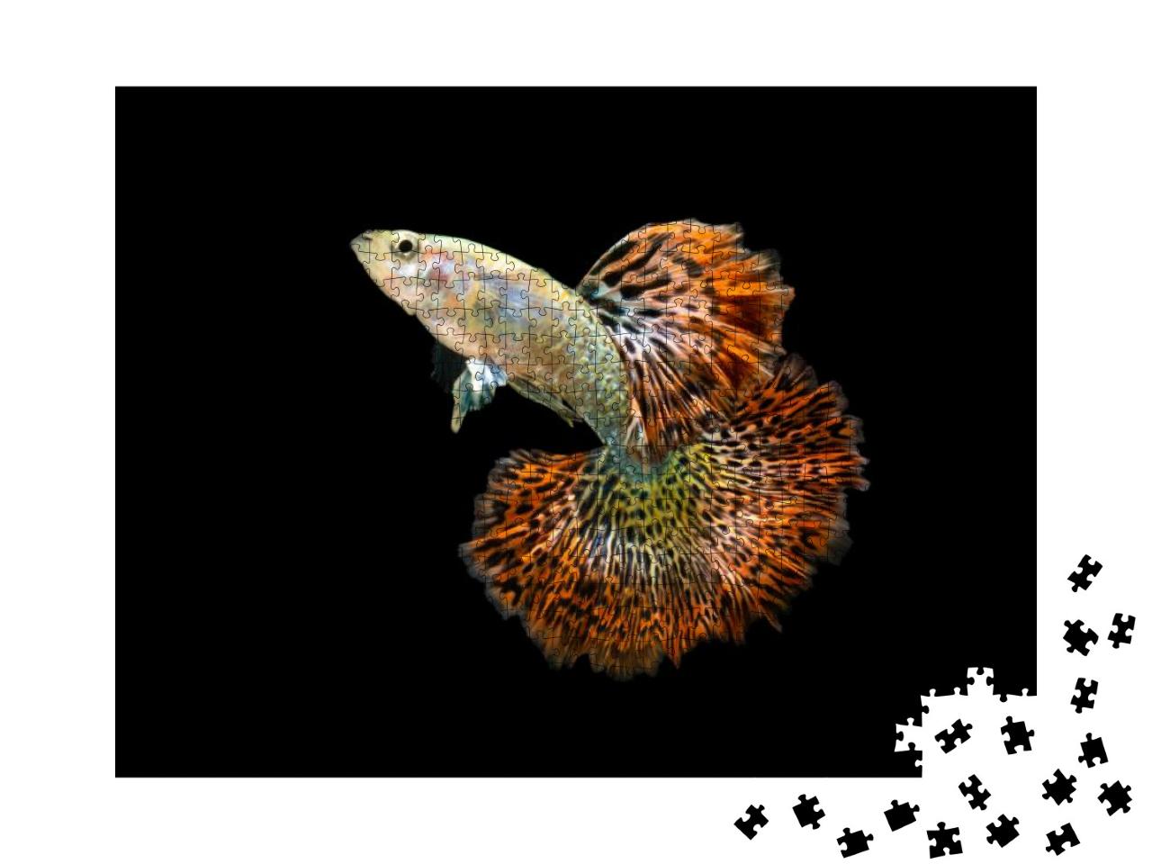 Red Dragon Guppy Fish. Multi Color Poecilia Reticulata, o... Jigsaw Puzzle with 1000 pieces