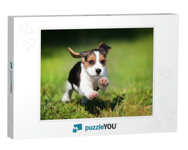 Happy Beagle Puppy Running on the Grass... Jigsaw Puzzle