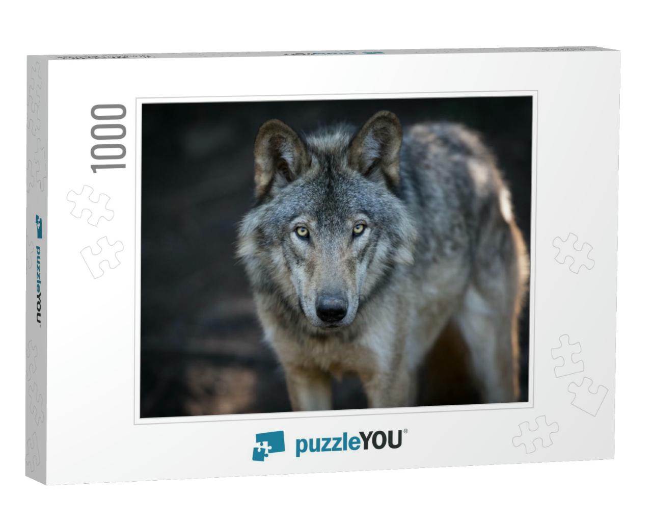 Close Up Portrait of a Grey Wolf Canis Lupus Also Known a... Jigsaw Puzzle with 1000 pieces