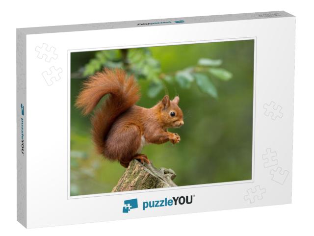 Red Squirrel... Jigsaw Puzzle