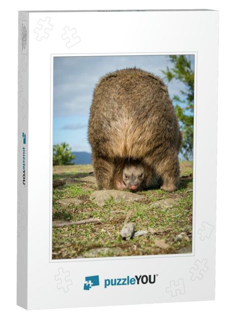 Wombat Baby in Its Pouch... Jigsaw Puzzle