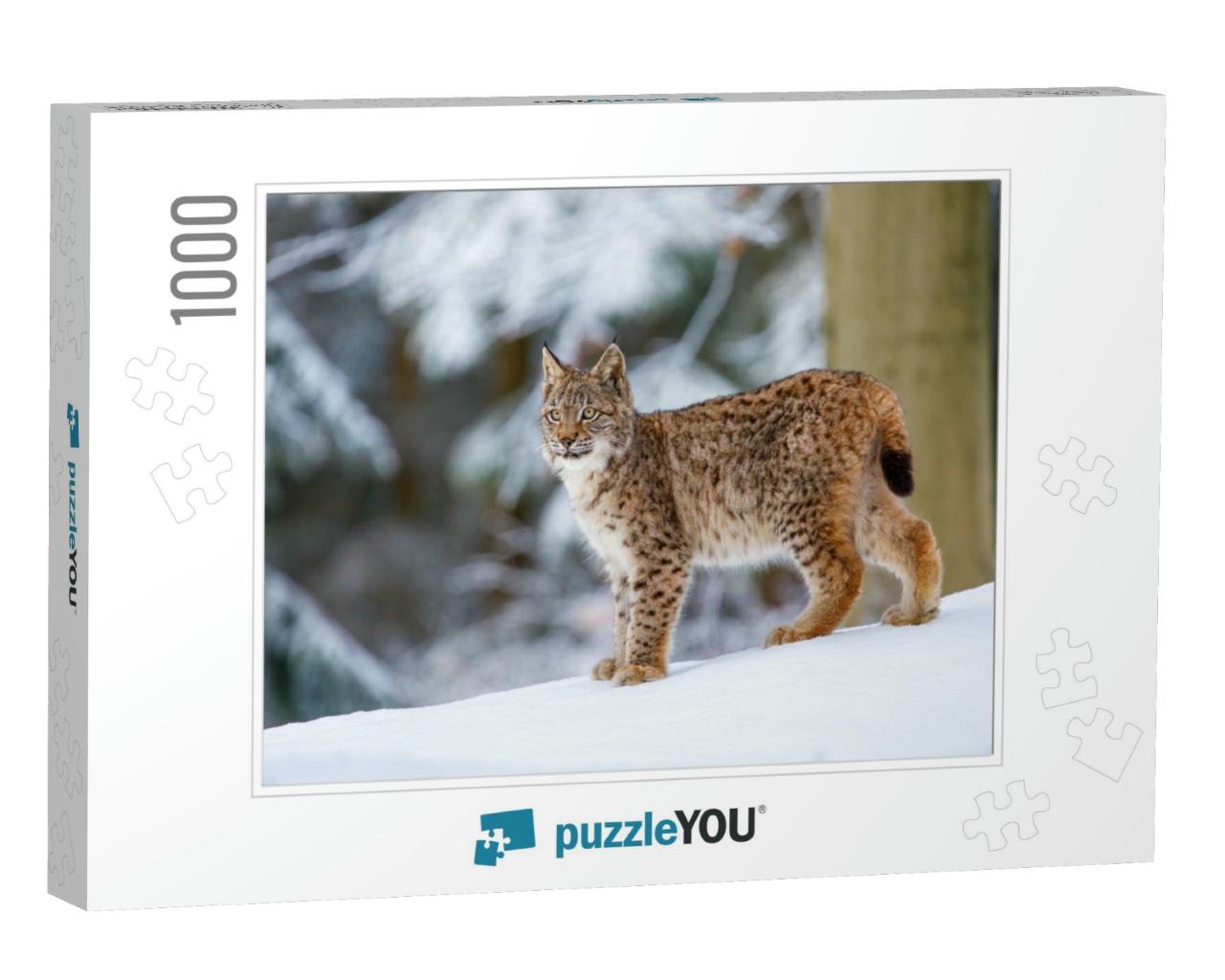 Lynx in Winter. Young Eurasian Lynx, Lynx , Walks in Snow... Jigsaw Puzzle with 1000 pieces