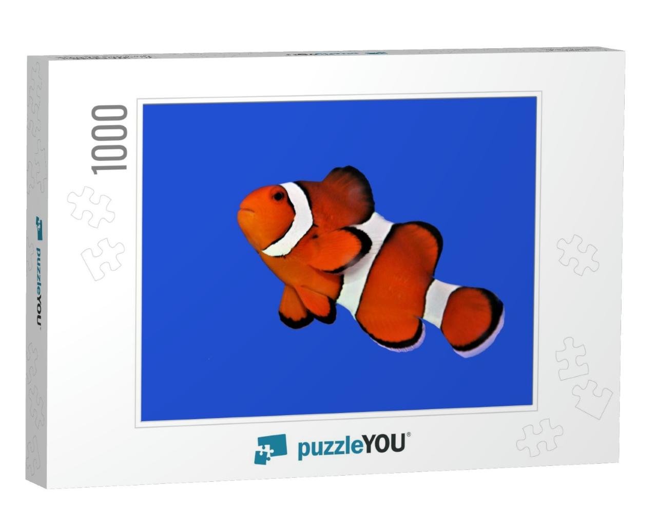 The Orange Clownfish Percula Clownfish, Clown Anemonefish... Jigsaw Puzzle with 1000 pieces