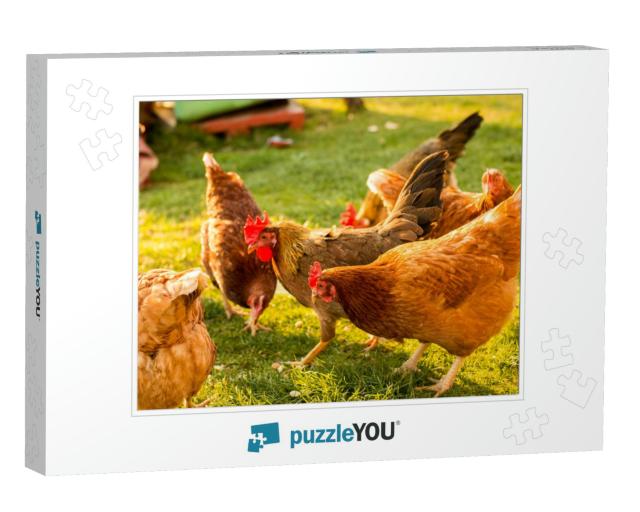 Free-Range Chicken on an Organic Farm, Freely Grazing on... Jigsaw Puzzle