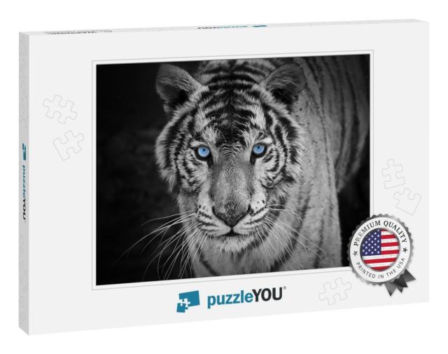 White Tiger... Jigsaw Puzzle