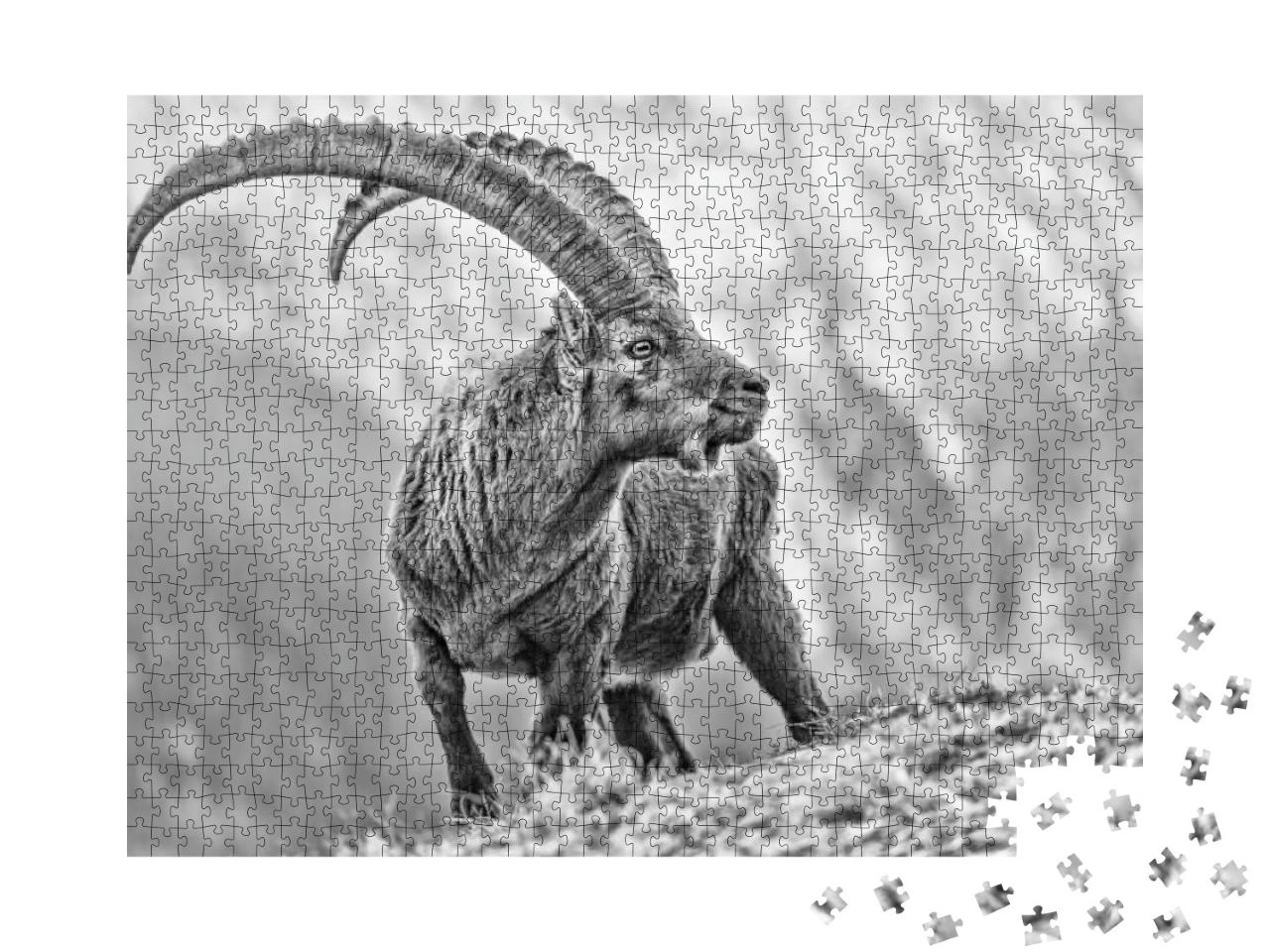 Amazing Black & White Portrait of Alpine Ibex Capra Ibex... Jigsaw Puzzle with 1000 pieces