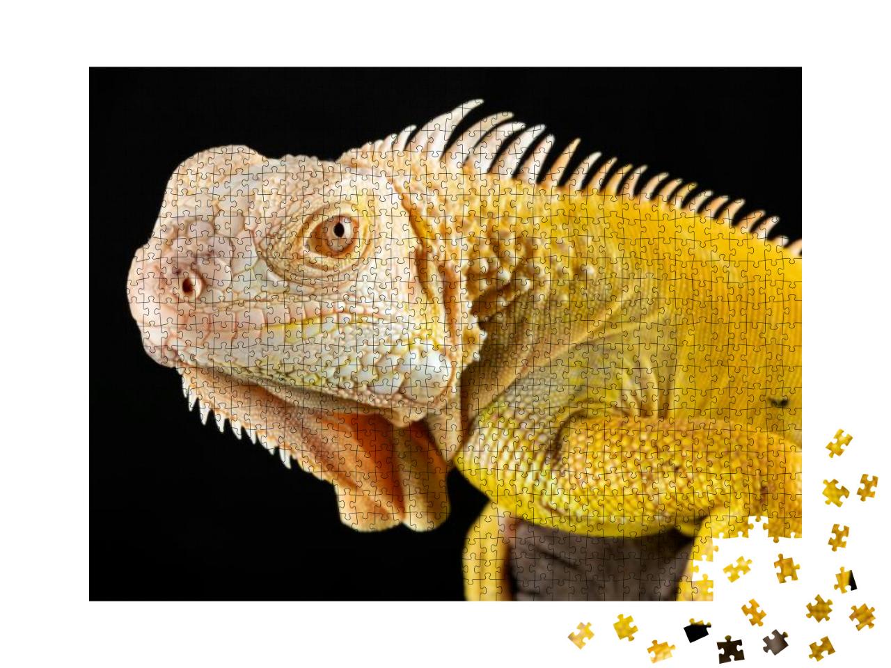 Close Up of Yellow Albino Iguana on Black Background... Jigsaw Puzzle with 1000 pieces