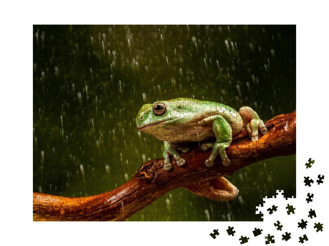 Whites Tree Frog Litoria Caerulea in the Rain - Closeup w... Jigsaw Puzzle with 1000 pieces