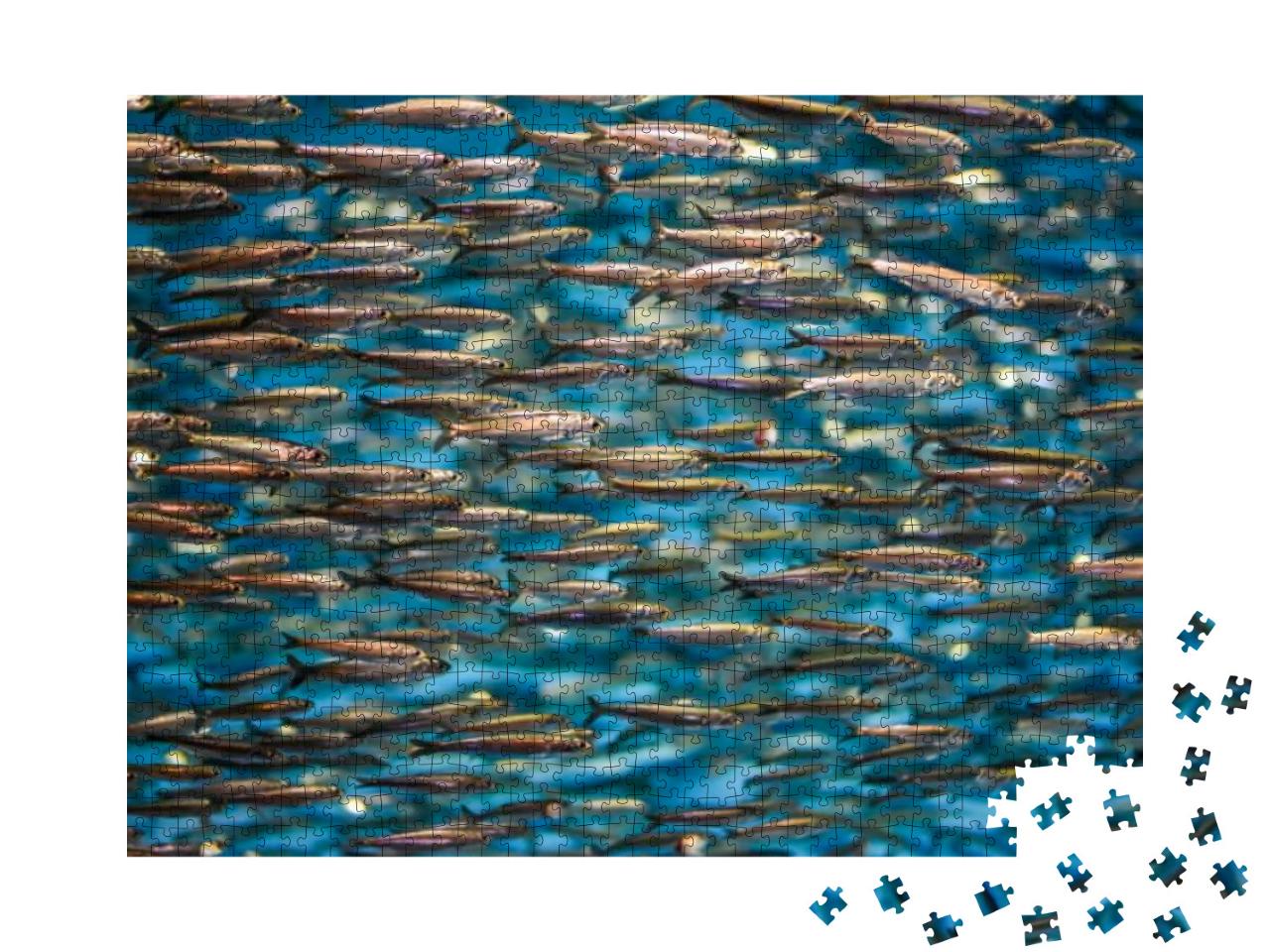 A School of Anchovies Swimming in the Deep Blue Sea of th... Jigsaw Puzzle with 1000 pieces