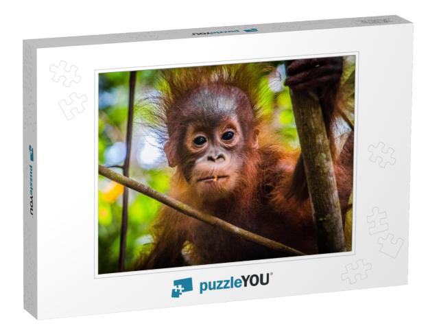 Worlds Cutest Baby Orangutan Looks Into Camera in Borneo... Jigsaw Puzzle